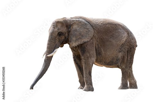 African bush elephant   African savanna elephant  Loxodonta africana  against white background