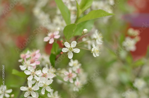 a cherry blossom with five petals and stamens visible. close up macro view