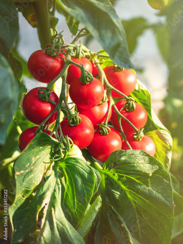 Ripe tomato plant growing in greenhouse. Fresh bunch of red natural tomatoes on a branch in organic vegetable garden. Blurry background and copy space for your advertising text message