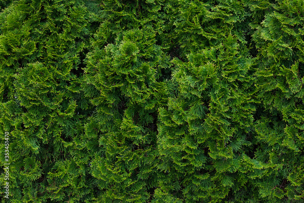 Green thuja hedgerow close up. Natural pattern background, texture for design. Green thuja hedgerow close up. Natural pattern background, texture for design.