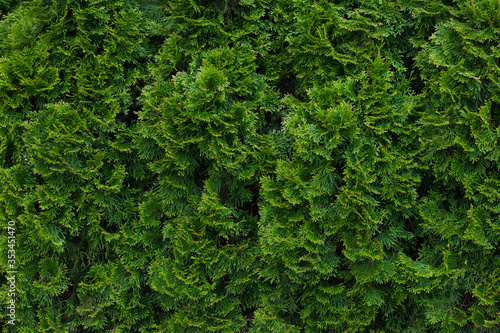 Green thuja hedgerow close up. Natural pattern background, texture for design. © vittaliya