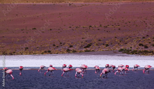 pink flamingos in the lake