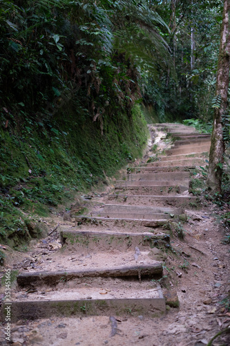 Stairs along the trail at Podocarpus National Park  Ecuador