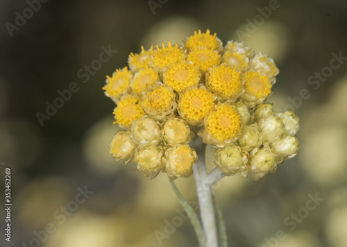 Φωτογραφία Helichrysum stoechas Common shrubby everlasting flower of god shrub plant with y