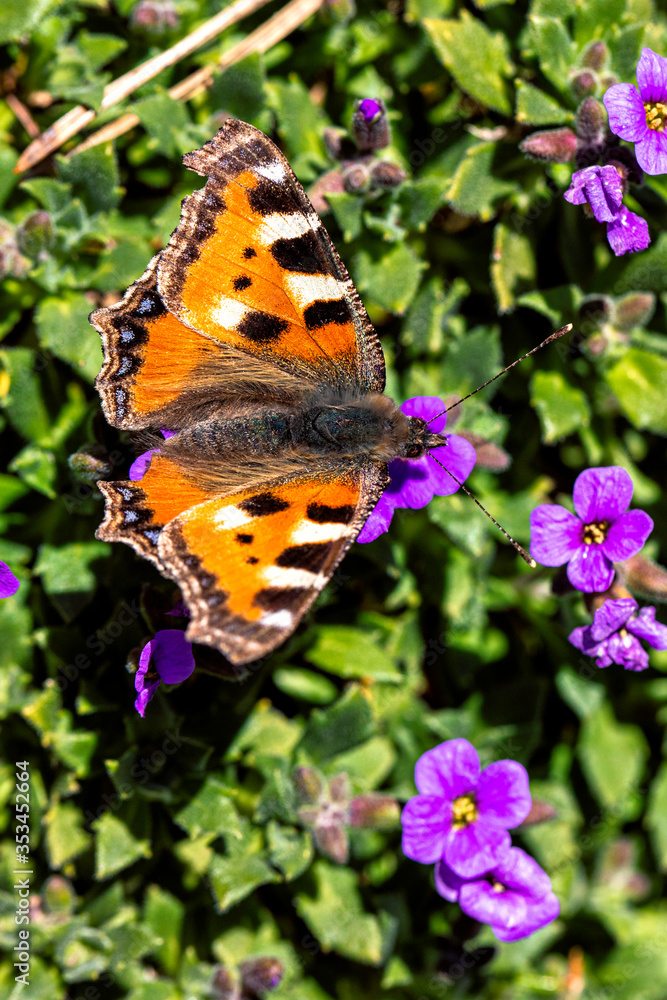 Obraz premium Fuchsschmetterling auf einer Blime