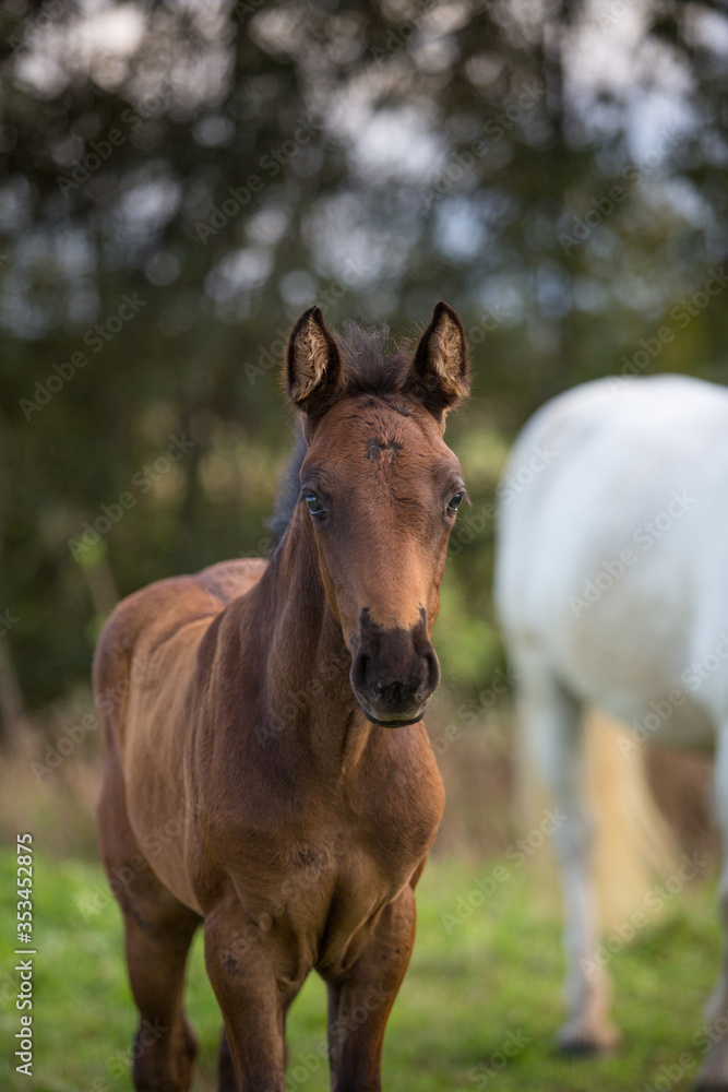 Brown foal on a summer evening