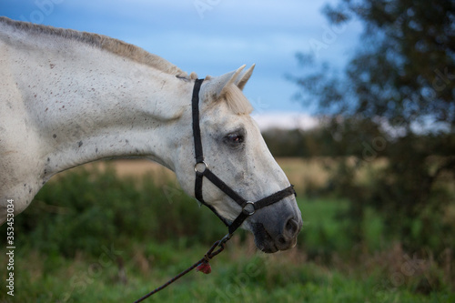 Fotografija Gray workhorse on a summer evening