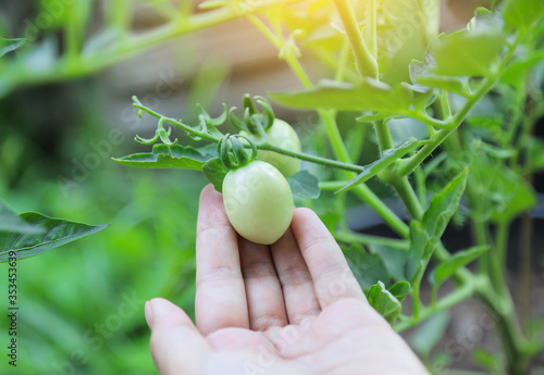 hand hold orgnaic growing tomato in farm for being food ingredient in cooking 
