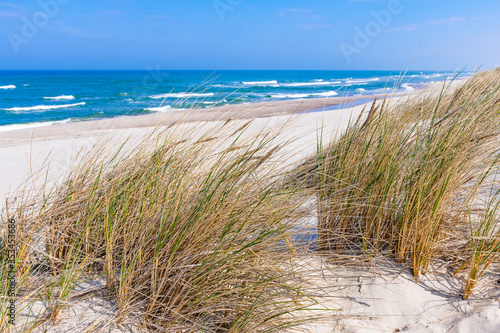 Fototapeta Naklejka Na Ścianę i Meble -  Beautiful sand beach with dry and green grass, reeds, stalks blowing in the wind, blue sea with waves on the Baltic Sea in Nida, Neringa, Lithuania