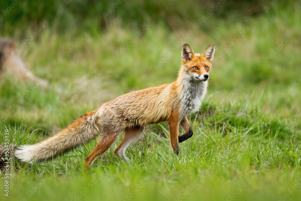 Elegant red fox, vulpes vulpes, taking a step with front leg on a glade with green grass in summer nature. Curious wild animal predator with orange fur walking from side view Elegant red fox, vulpes vulpes, taking a step with front leg on a glade with green grass in summer nature. Curious wild animal predator with orange fur walking from side view