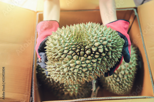 seller hand hold durian for get to box for send to client 