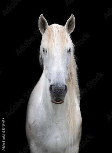 Head portrait of a black horse with black background