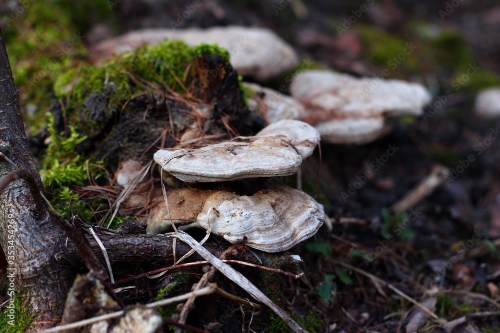 Fototapeta premium mushrooms in the woods
