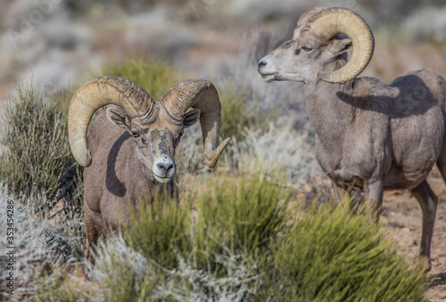 desert bighorn sheep on red rocks © Jen