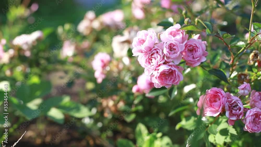 Beautiful pink blooming bush of little roses, swinging in the wind. Bees are flying arround, collecting pollen. Sunny summer day. selective focus. Beautiful pink blooming bush of little roses, swinging in the wind. Bees are flying arround, collecting pollen. Sunny summer day. selective focus.