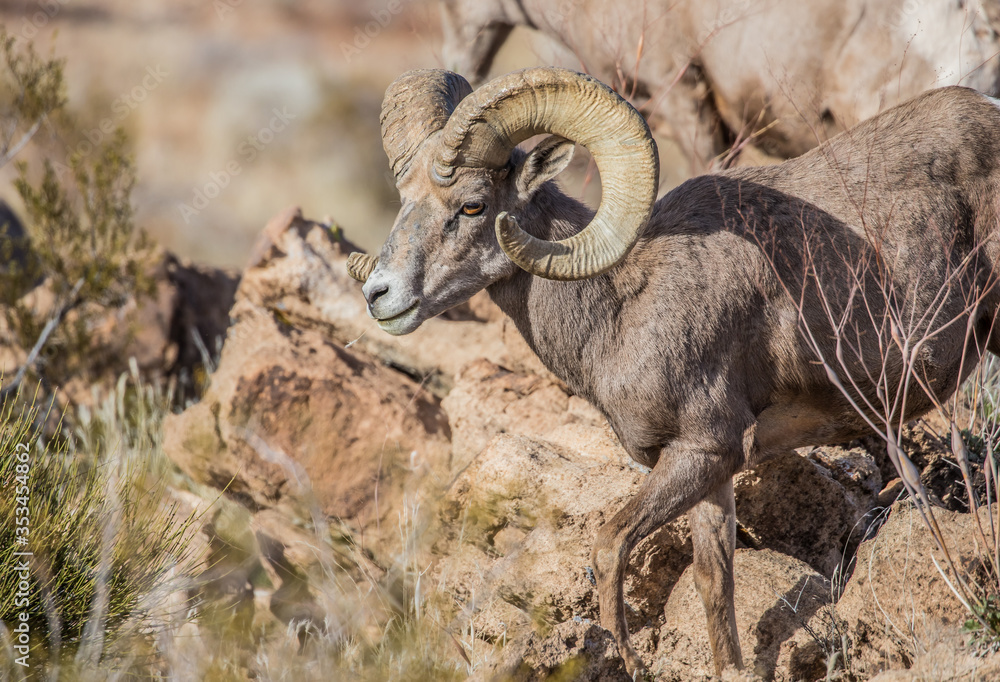 desert bighorn sheep on red rocks desert bighorn sheep on red rocks