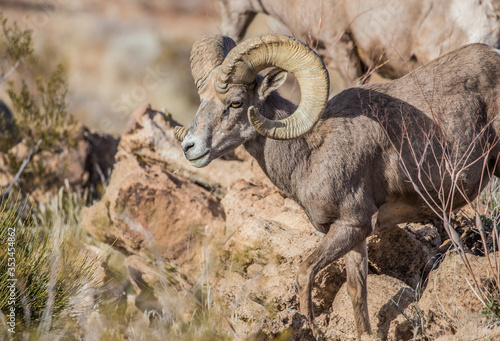 desert bighorn sheep on red rocks