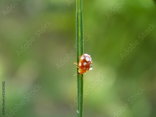 a small yellow ladybug in the rain