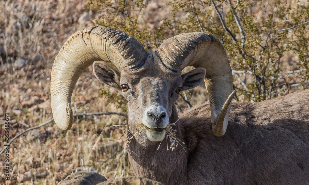 desert bighorn sheep on red rocks