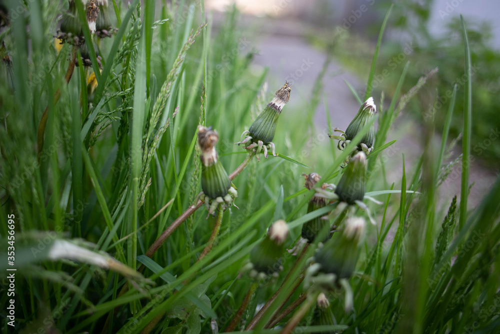 wild flowers in spring