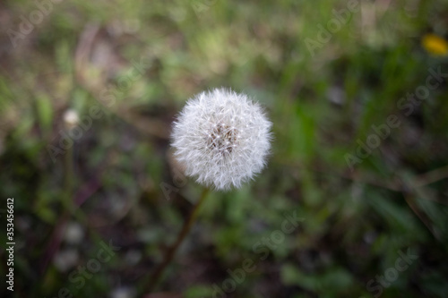 dandelion in the grass