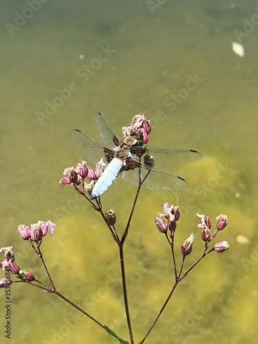 dragonfly on a flower