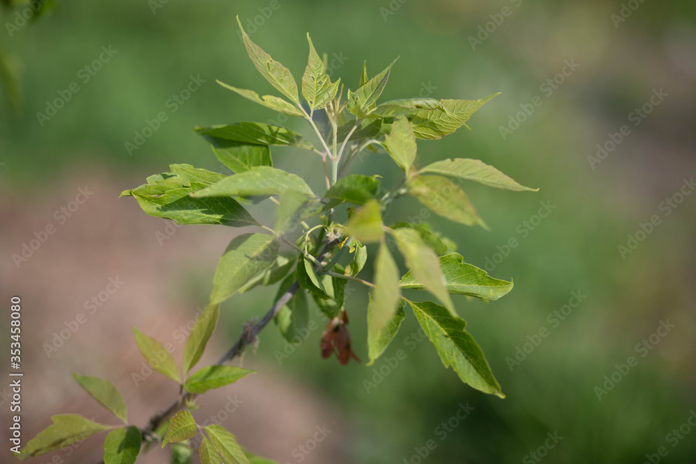 Fototapeta premium close up of green leaves