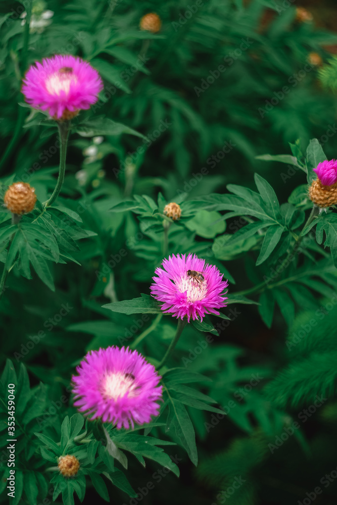 Obraz premium A bee is sitting on a common pink cornflower. A bee collects nectar from a wild flower.