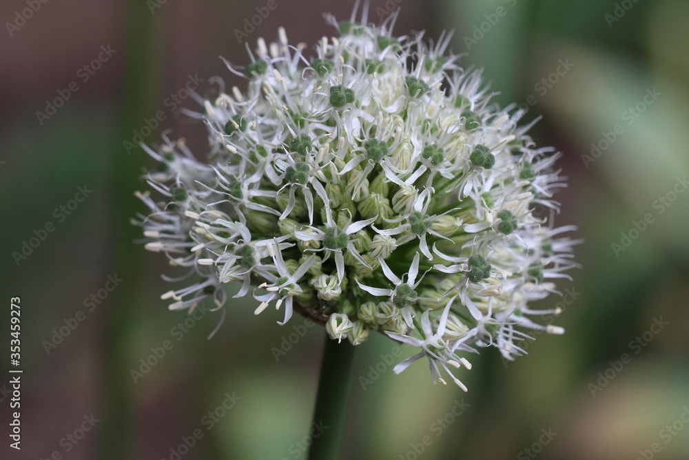 Blooming allium giganteum in white and purple Blooming allium giganteum in white and purple