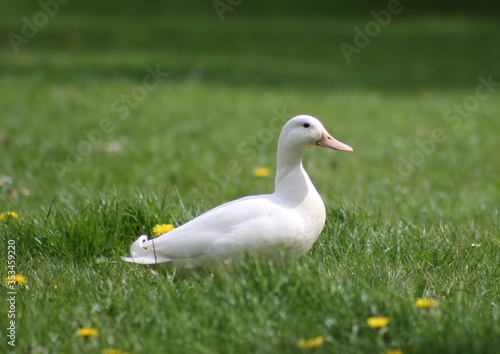 White male duck sitting on the green grass