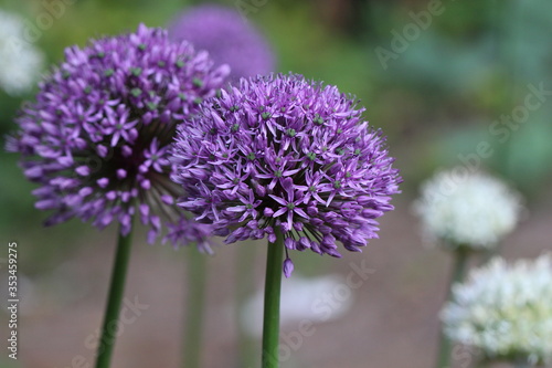 Blooming allium giganteum in white and purple