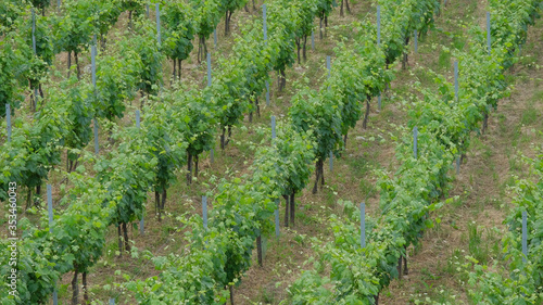 Vigneto di uve Vermentino a Cogorno, provincia di Genova.