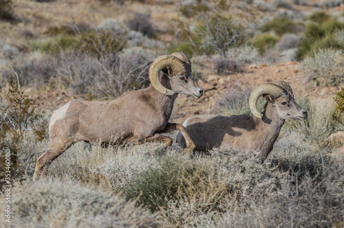 desert bighorn sheep