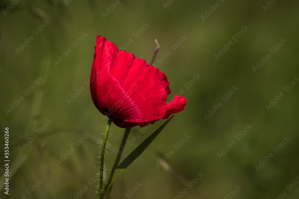 Obraz premium One red poppy flower on the green background. Closeup.