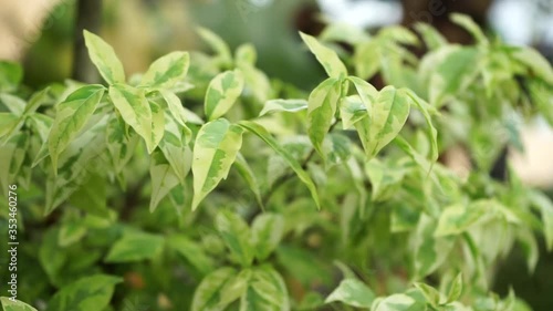 Wallpaper Mural Footage of green green leaves in the wind, panoramic view. Torontodigital.ca