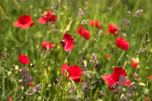 Meadow with spring flowers on a sunny day. © irena iris szewczyk