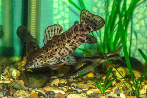 fish in the pond