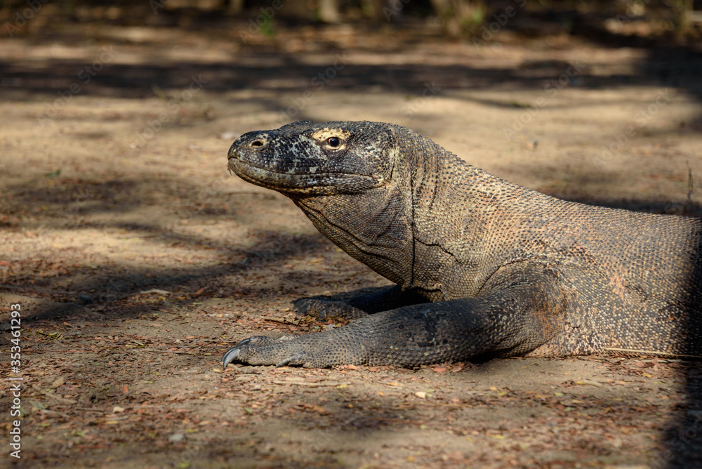 Komodo dragons at Komodo National Park, Flores, Indonesia Komodo dragons at Komodo National Park, Flores, Indonesia