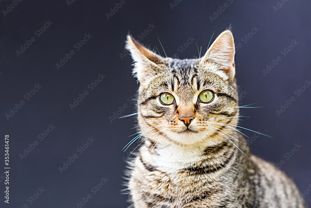 The cat looks in surprise. Alarmed cat The cat looks in surprise. Alarmed cat
