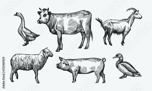 Hand-drawn sketch set of farming animals on a white back ground. Livestock. Domestic animals. Pig  white goose with long neck  duck  sheep  goat