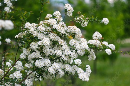 Bush Vanhoutte spirea (Spiraea x vanhouttei)
