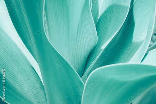 Turquoise pastel tropical plant close-up. Abstract natural Vegetable delicate background. Selective focus, macro. Flowing lines of leaves © Irina