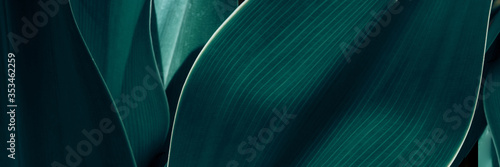 Green tropical plant close-up. Abstract natural floral background Selective focus, macro. Flowing lines of leaves Banner