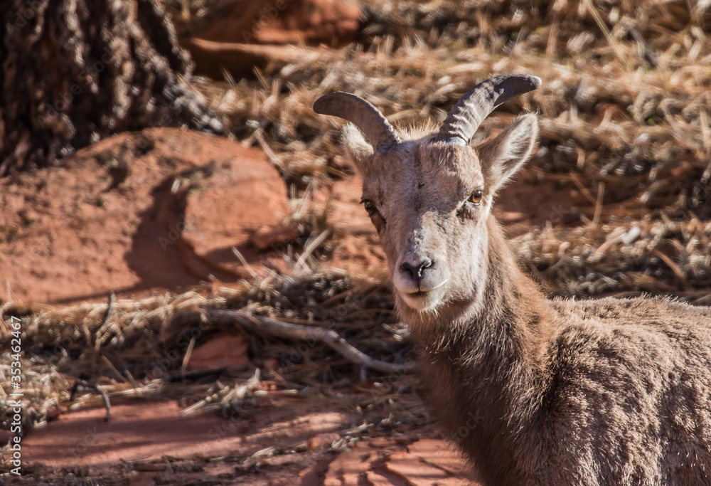 Fototapeta premium female desert bighorn sheep