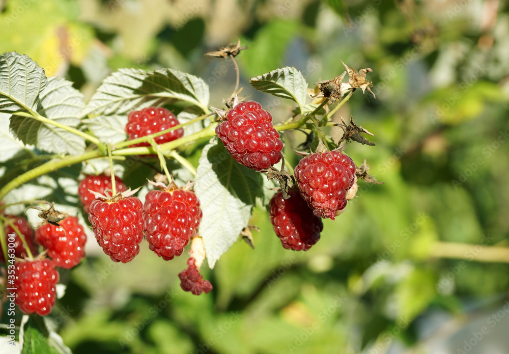 Red berries of repair raspberries on a branch Red berries of repair raspberries on a branch