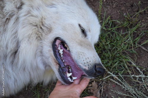 Femmina di cane da pastore maremmano abruzzese felice di essere accarezzata da una mano umana photo