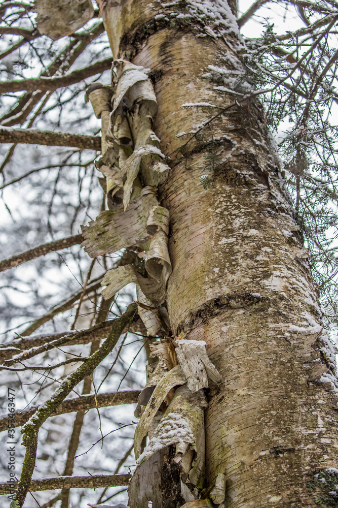 close up tree bark birch