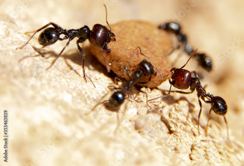 Ant looking for food to take to the anthill