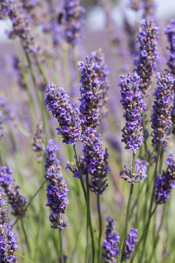Obraz premium Purple lavender flowers