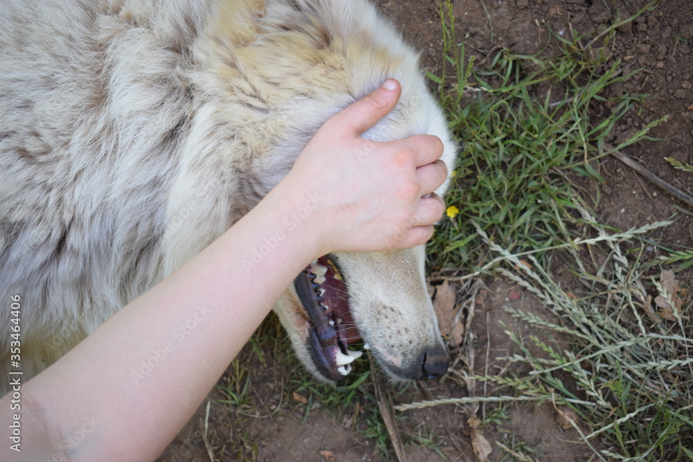 Femmina di cane da pastore maremmano abruzzese felice di essere ...
